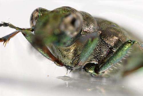 Réf. 316 326 : Elaphrus riparius